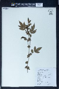 Rubus rosaefolius image