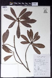 Myrica rubra image