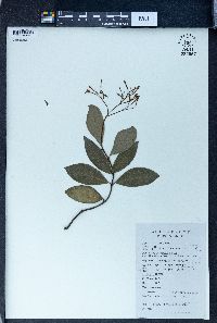Pottsia laxiflora image
