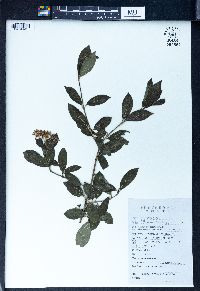 Cornus paucinervis image