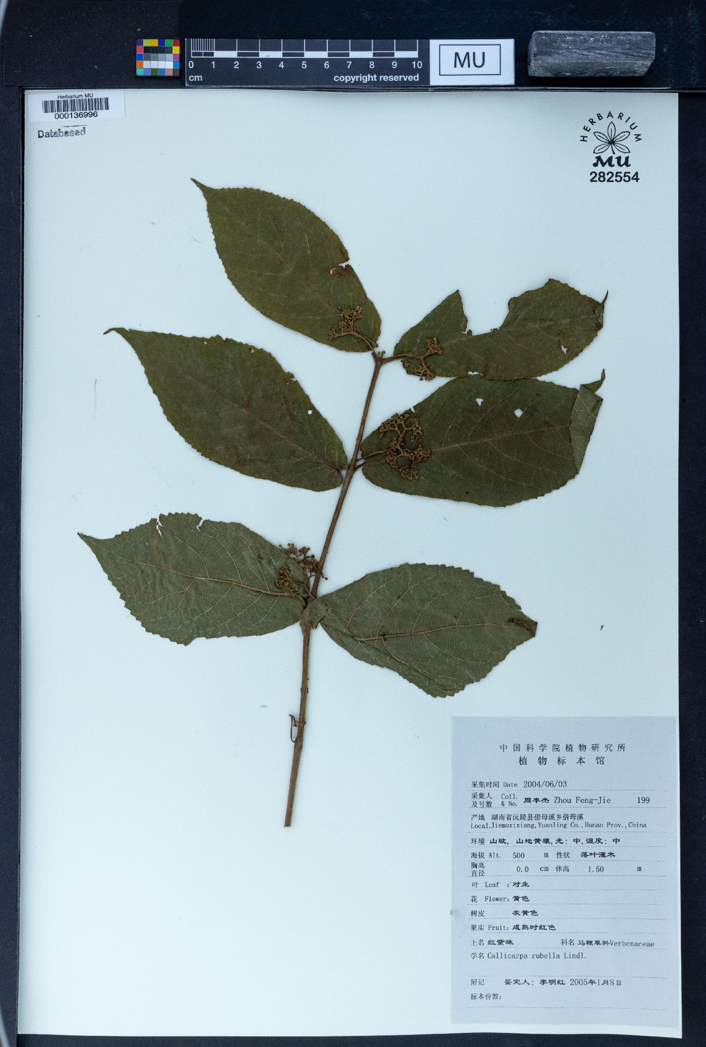 Callicarpa rubella image