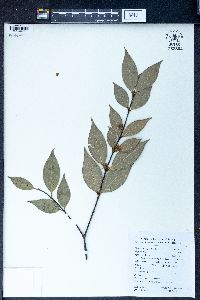 Chimonanthus nitens image