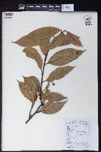 Ficus sarmentosa image