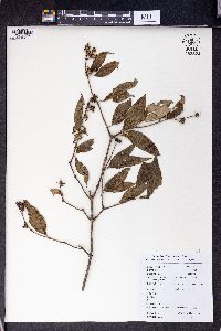 Philadelphus sericanthus image