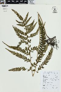 Microlepia sinostrigosa image