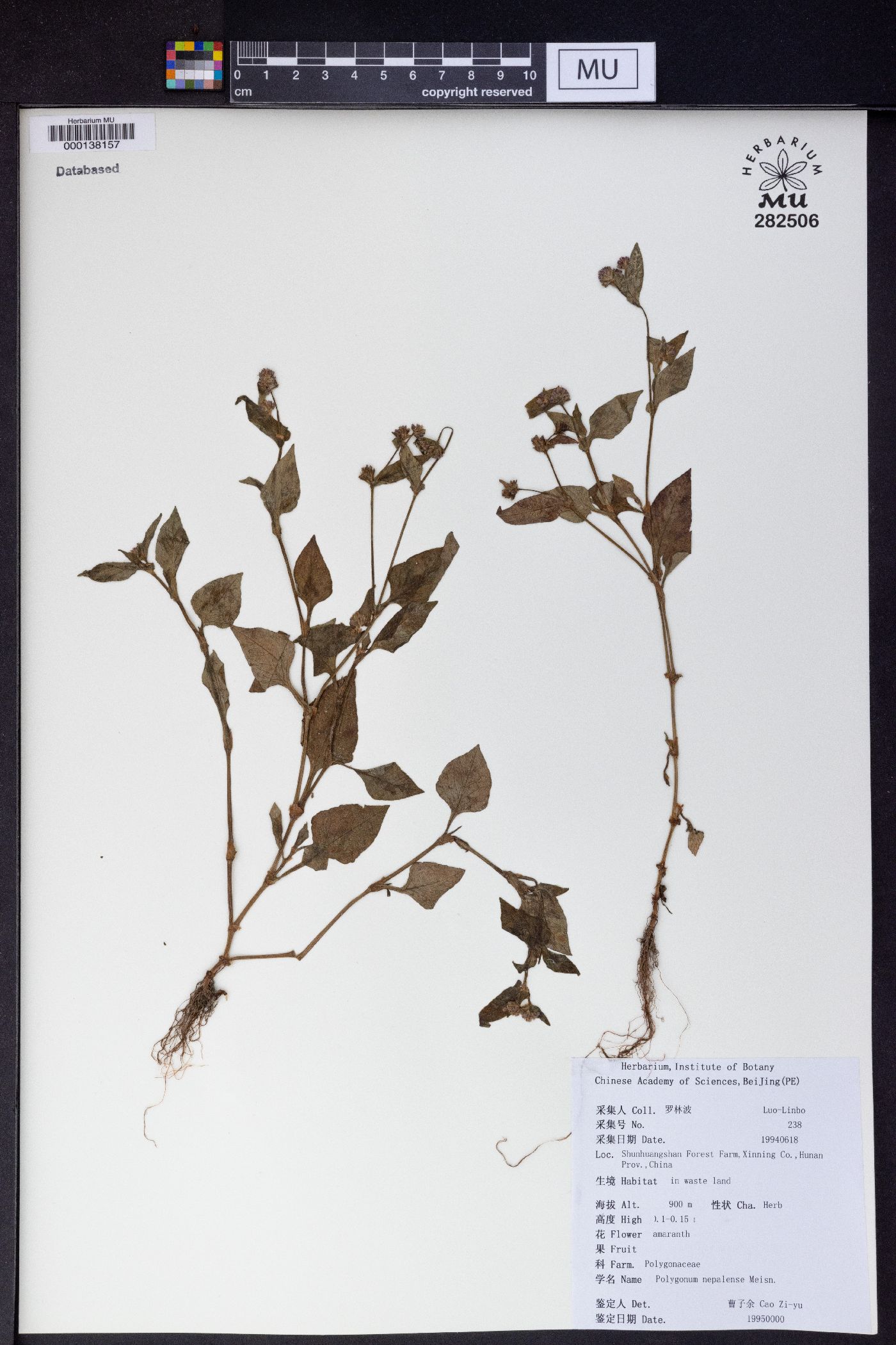 Polygonum nepalense image