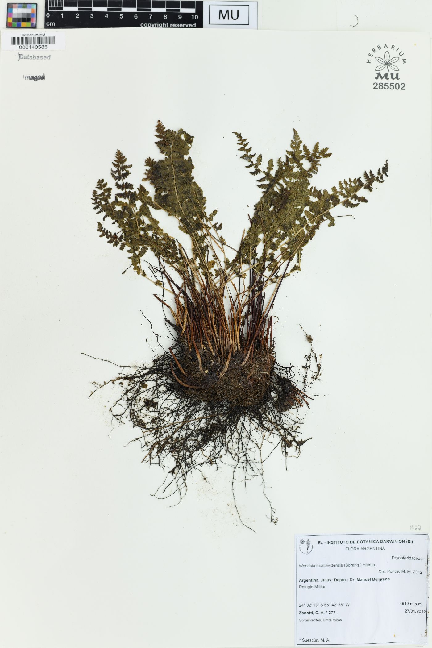 Physematium montevidense image