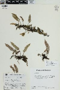Pleopeltis minima image