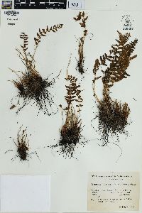 Physematium montevidense image