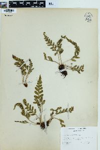 Polypodium hesperium image