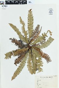 Polypodium hesperium image