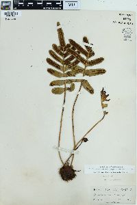 Polypodium scouleri image