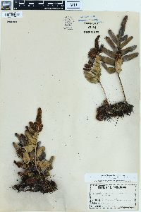 Polypodium scouleri image