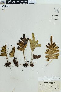 Polypodium scouleri image