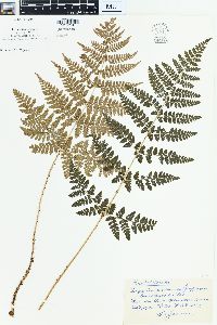 Dryopteris campyloptera image