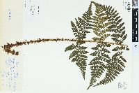 Dryopteris campyloptera image