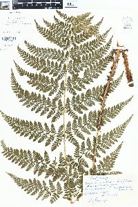 Dryopteris campyloptera image