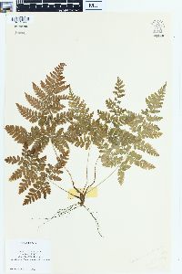 Dryopteris campyloptera image