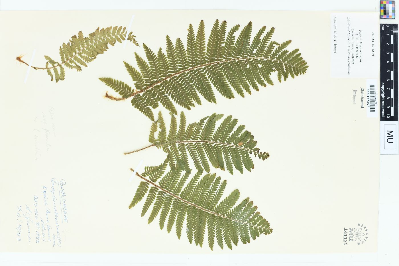 Dryopteris abbreviata image