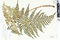 Dryopteris campyloptera image