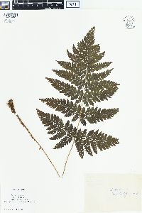 Dryopteris dilatata image