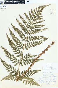 Dryopteris campyloptera image