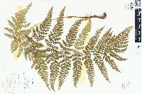 Dryopteris campyloptera image