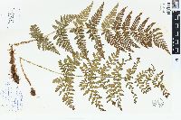 Dryopteris campyloptera image