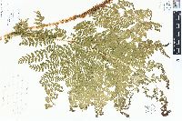 Dryopteris campyloptera image