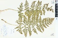 Dryopteris campyloptera image