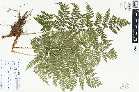 Dryopteris dilatata image