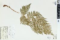 Dryopteris dilatata image