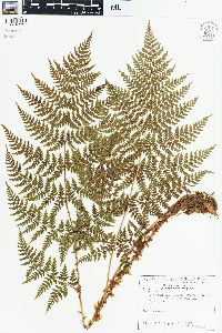 Dryopteris expansa image