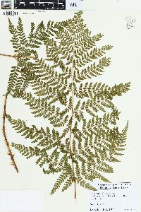 Dryopteris expansa image