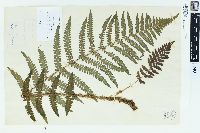 Dryopteris filix-mas image