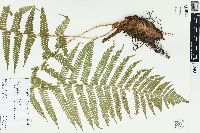 Dryopteris filix-mas image