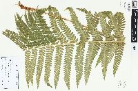 Dryopteris filix-mas image