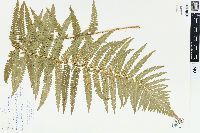 Dryopteris filix-mas image