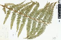 Dryopteris filix-mas image