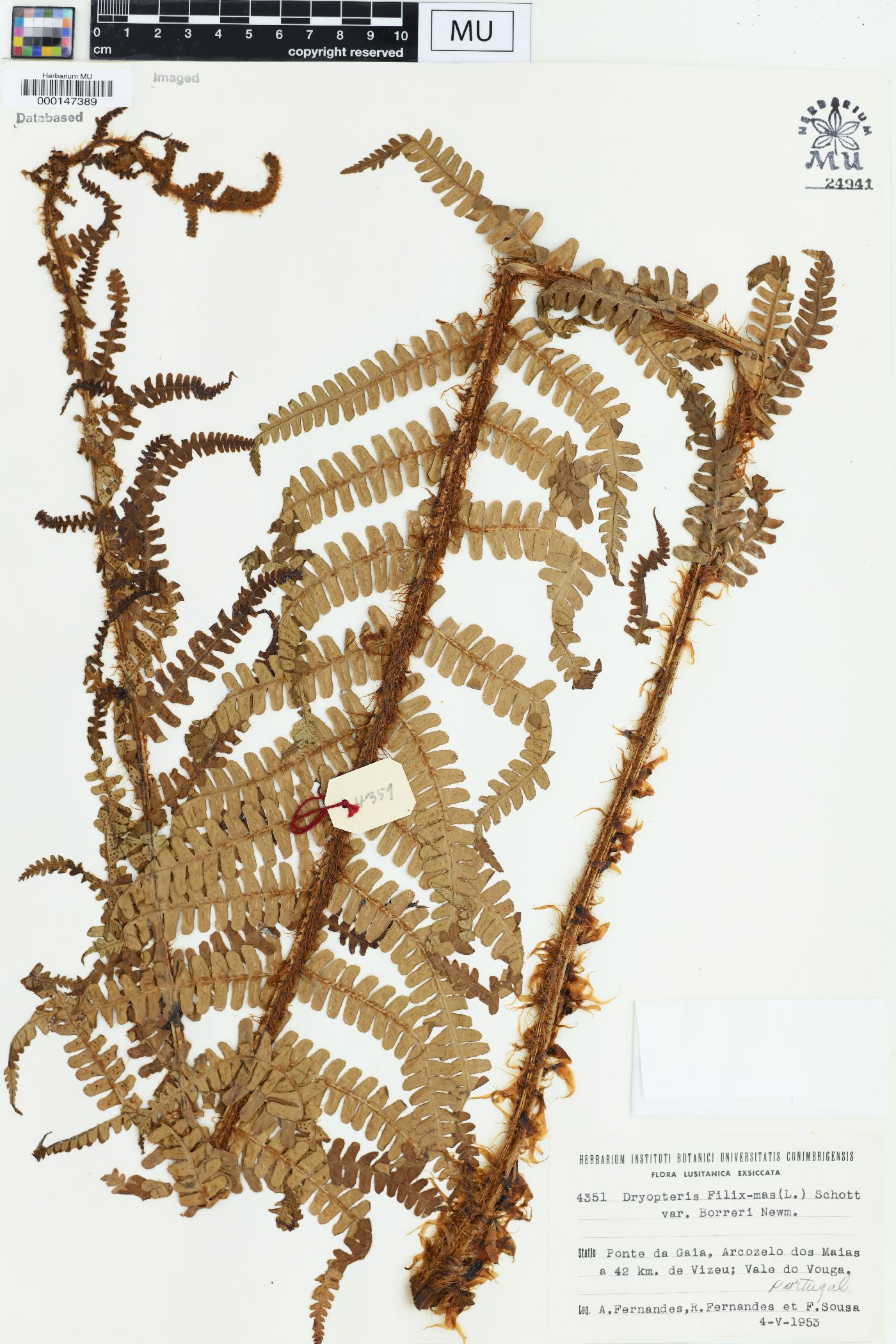 Dryopteris borreri image
