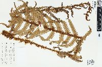 Dryopteris borreri image