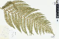 Dryopteris filix-mas image