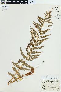 Dryopteris filix-mas image