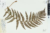 Dryopteris filix-mas image