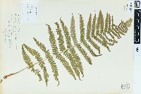 Dryopteris filix-mas image