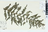 Dryopteris filix-mas image