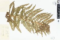 Dryopteris filix-mas image