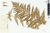 Dryopteris filix-mas image