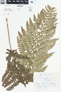 Dryopteris filix-mas image
