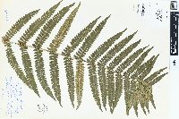 Dryopteris filix-mas image